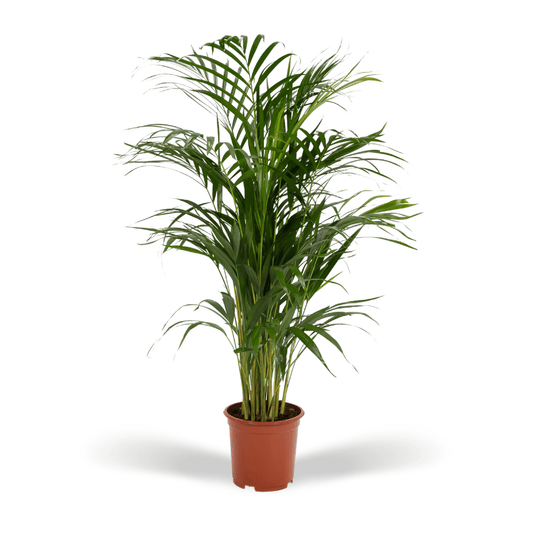 Arecapalm - Areca palm - Ø17cm - ↕70cm