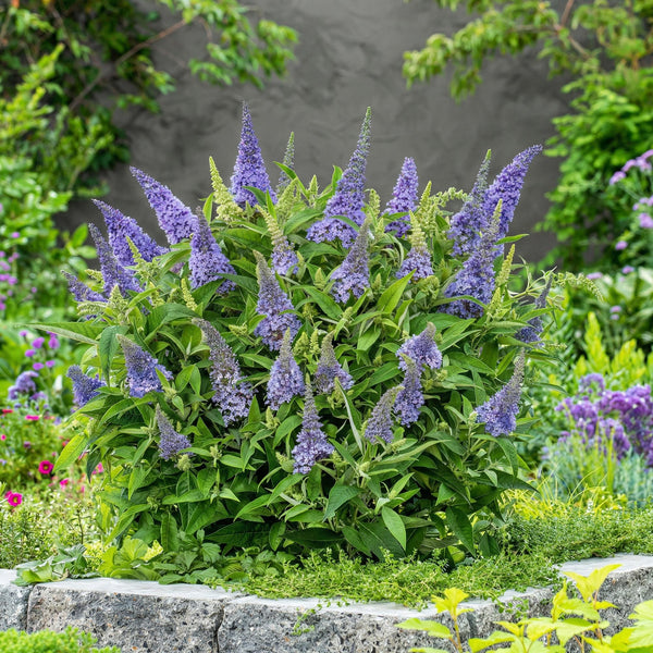 3x Vlinderstruik - Buddleja davidii 'Butterfly Candy Little Lila' - lila - Ø12cm - ↕20-25cm