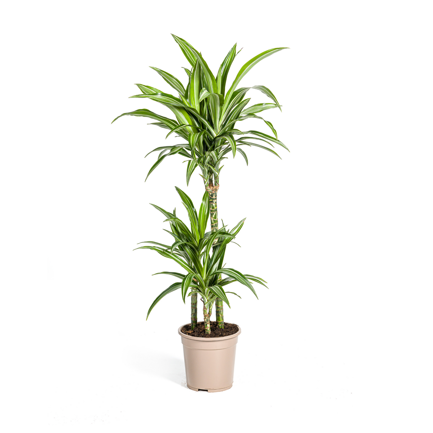 Drakenbloedboom - Dracaena deremensis 'White Stripe' - Ø21cm - ↕100cm