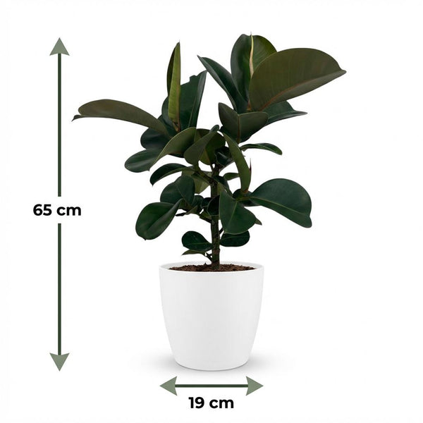 Rubberplant - Ficus elastica Cloe - Ø19cm - ↕65cm