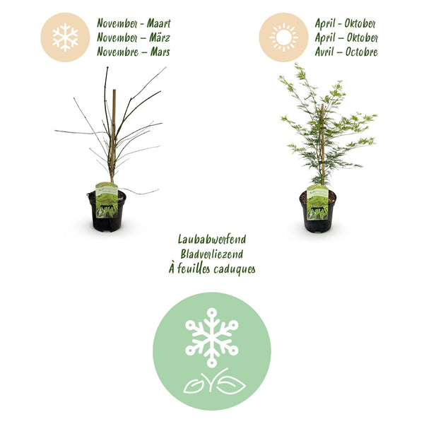 Japanse Esdoorn - Acer palmatum Emerald Lace - Ø19cm - ↕70cm