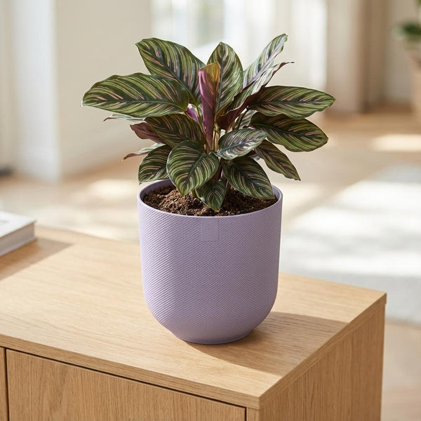 Pot Elho Jazz Round - lavender lilac - Ø23cm
