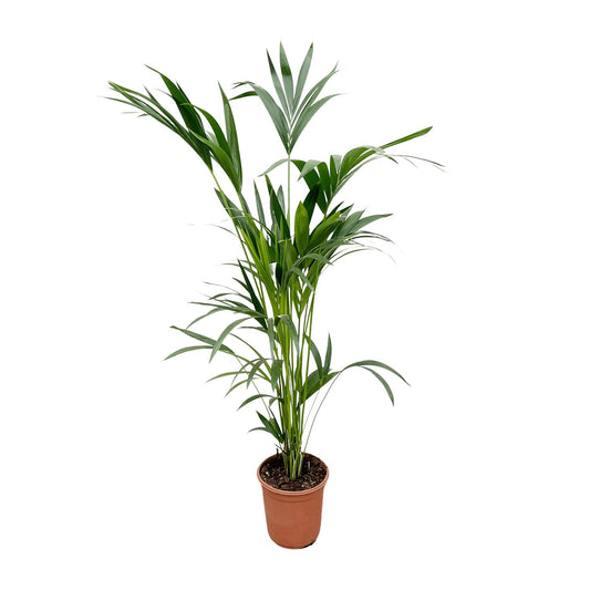 Kentiapalm - Kentia palm - Ø24cm - ↕160cm