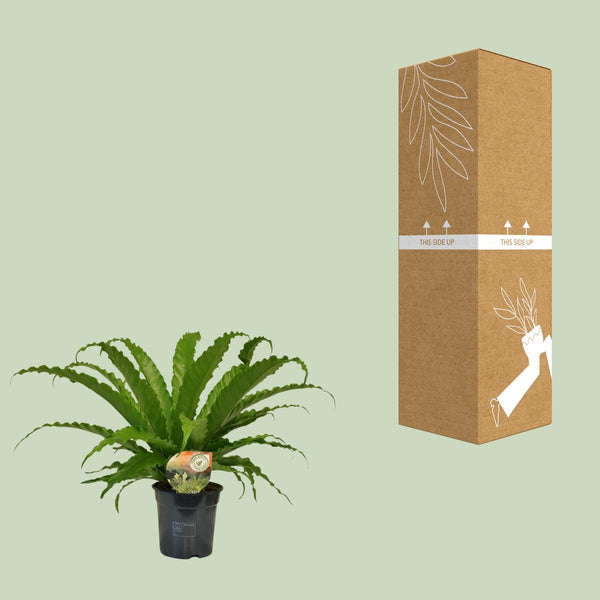 Tongvaren - Asplenium Osaka - Ø17cm - ↕40cm