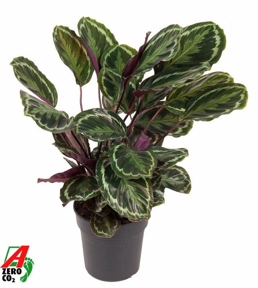 Calathea Medallion - Ø24cm - ↕80cm