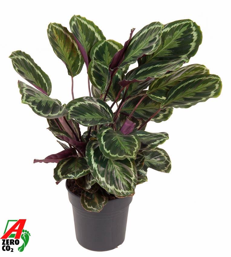Calathea Medallion - Ø24cm - ↕80cm