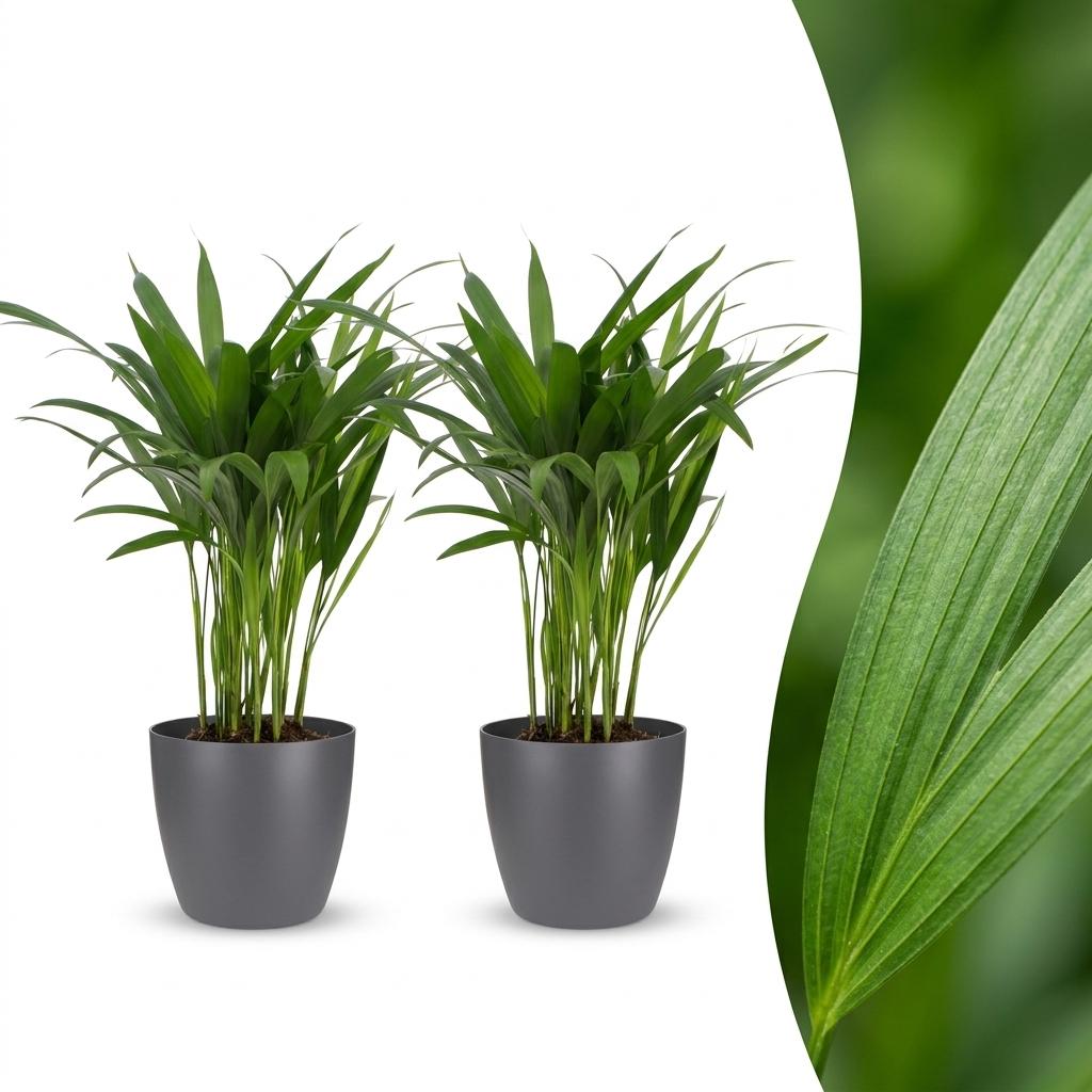 2x Arecapalm - Areca Lutescens - incl. Elho Potter - grijs - Ø12cm - ↕45cm