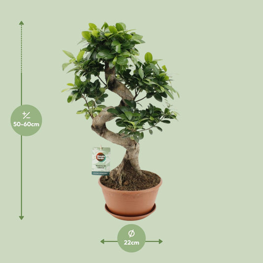 Vijgenboom - Ficus Ginseng - Ø22cm - ↕60cm