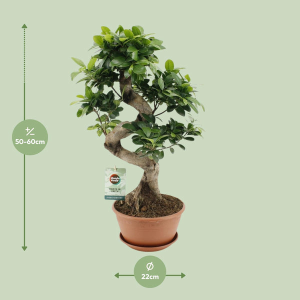 Vijgenboom - Ficus Ginseng - Ø22cm - ↕60cm