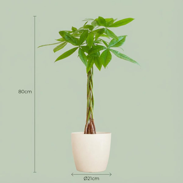 Geldboom - Pachira aquatica - incl. Pot - Wit - Ø21cm - ↕80cm