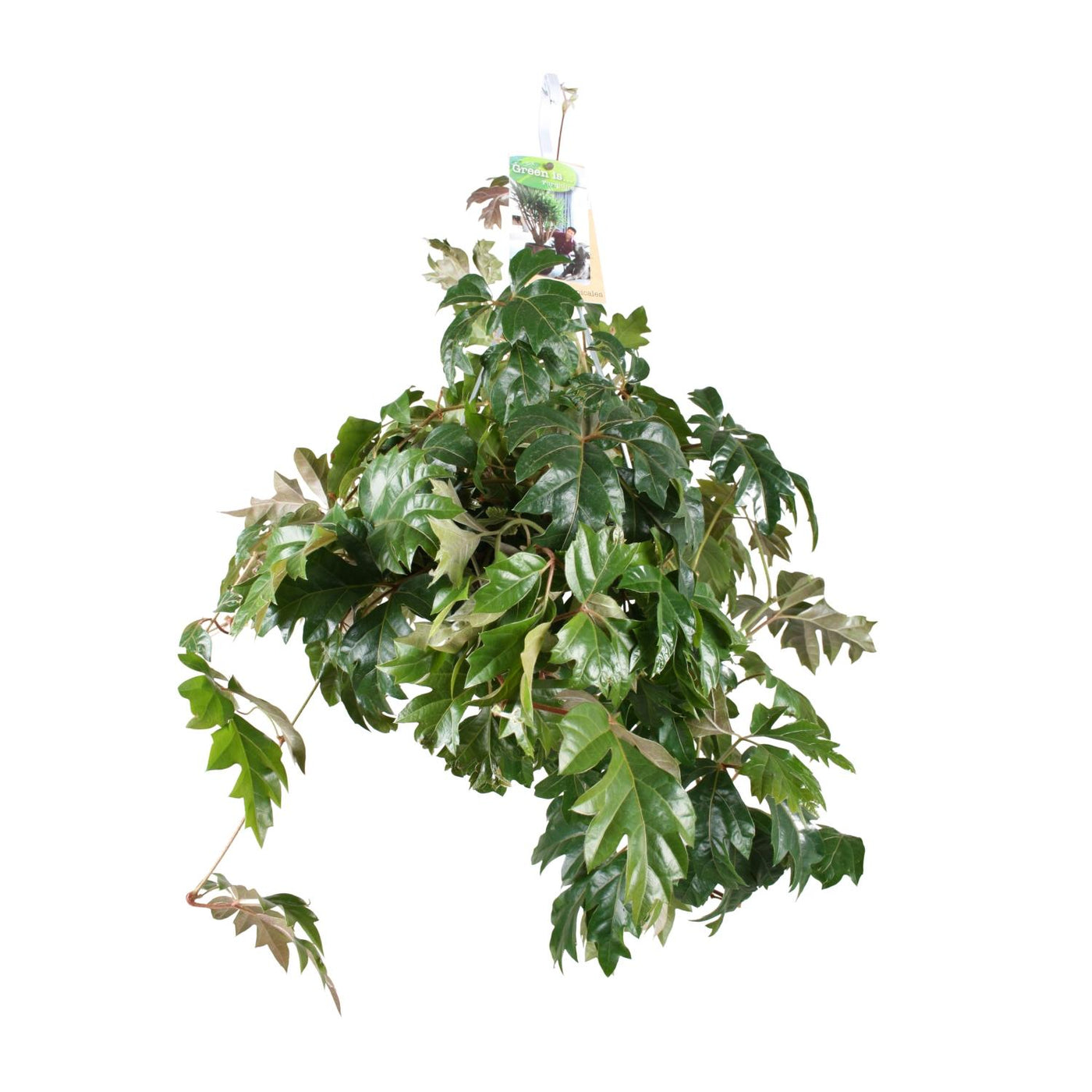 Koningswingerd - Cissus rhombifolia 'Ellen Danica' - Ø17cm - ↕70cm