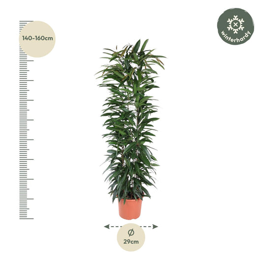 Vijgenboom - Ficus Alii King zuil - Ø29cm - ↕150cm