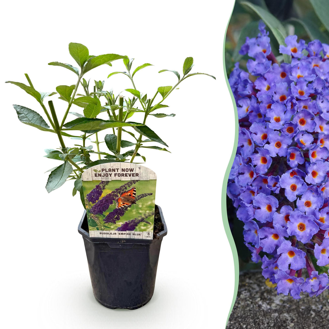 Vlinderstruik - Buddleja davidii 'Empire Blue' - blauw - Ø17cm - ↕45cm