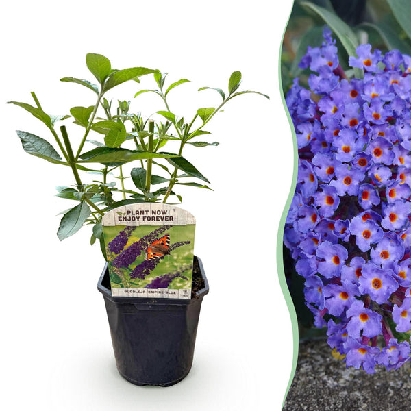 Vlinderstruik - Buddleja davidii 'Empire Blue' - blauw - Ø17cm - ↕45cm