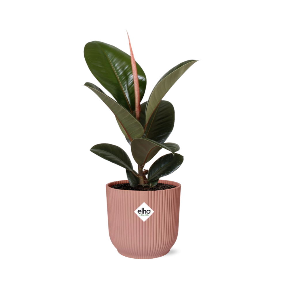 Rubberboom - Ficus elastica ‘Robusta’ - incl. Elho Vibes Fold Roze - ↕14cm