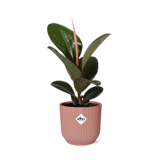 Rubberboom - Ficus elastica ‘Robusta’ - incl. Elho Vibes Fold Roze - ↕14cm