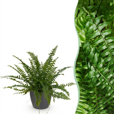 Zwaardvaren - Nephrolepis exaltata 'Green Lady' - incl. sierpot grijs - Ø12cm - ↕25cm