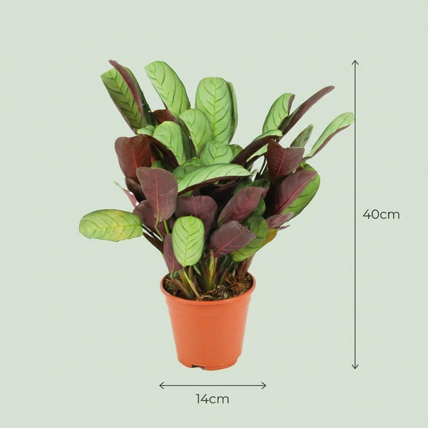 Ctenanthe Amagris - Ø14cm - ↕35-40cm