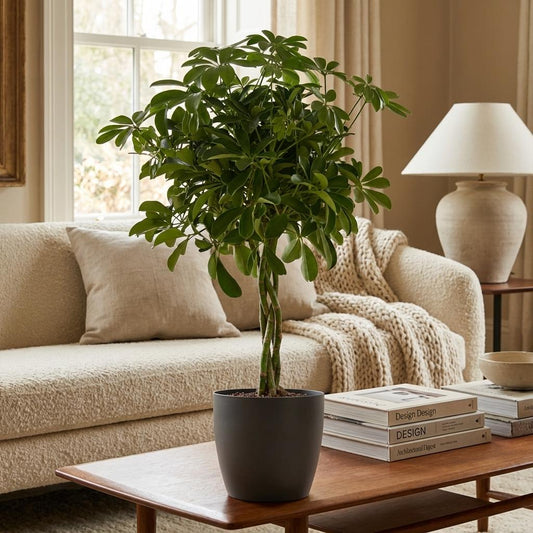 Vingerboom - Schefflera Arab Nora - incl. Pot - Grijs - Ø21cm - ↕70cm
