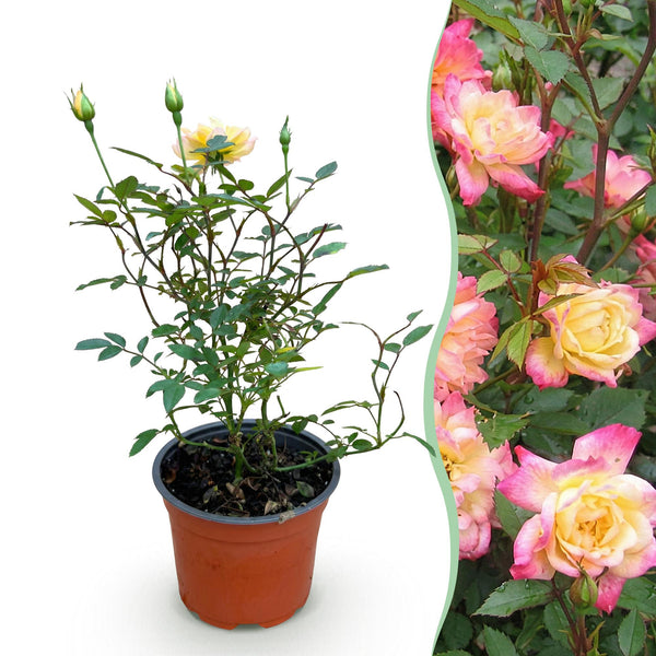 Roos - Rosa Tricolor Fairy - Ø12cm - ↕20-25cm