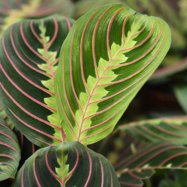 Gebedsplant - Maranta Fascinator Tricolour - Ø12cm - ↕25cm