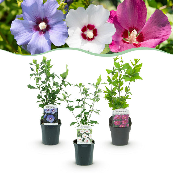 Hibiscus - Hibiscus syriacus 'Tricolour'