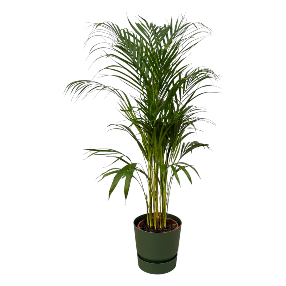Arecapalm - Areca palm - incl. Elho Greenville Round groen - Ø21cm - ↕110cm