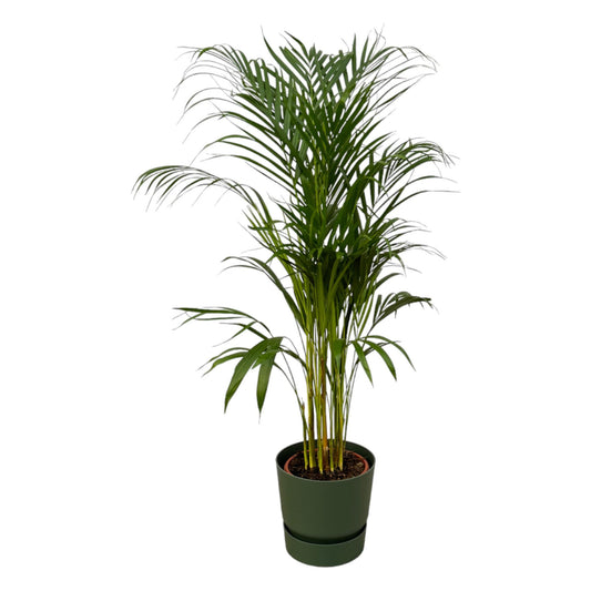 Arecapalm - Areca palm - incl. Elho Greenville Round groen - Ø21cm - ↕110cm