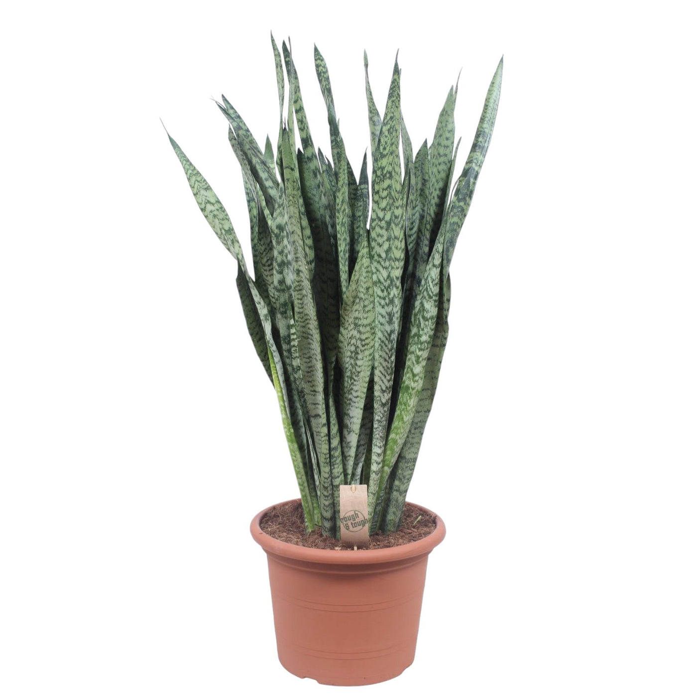 Vrouwentong - Sansevieria Zeylenica - ↕110cm