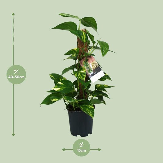Pothos - Epipremnum aureum - Ø15cm - ↕50cm