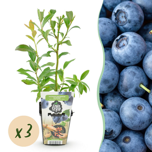 Bosbes - Vaccinium corymbosum Bluecrop - Ø9cm