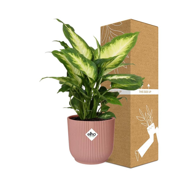 Dieffenbachia ‘Camilla’ - incl. Elho Vibes Fold Roze - ↕14cm