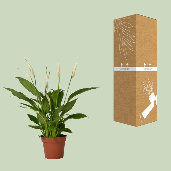 Lepelbloem - Spathiphyllum Bingo Cupido - Ø12cm - ↕45cm