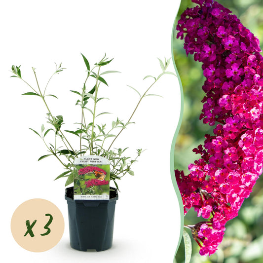 3x Vlinderstruik - Buddleja davidii 'Royal Red' - rood - Ø17cm - ↕45cm