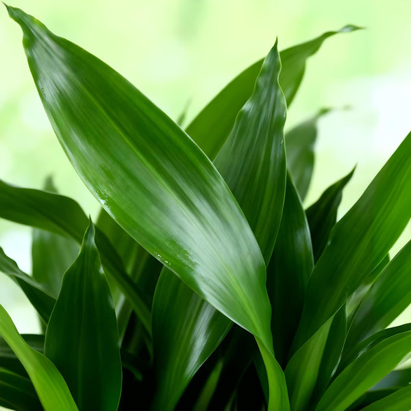 Drakenbloedboom - Dracaena fragrans Steudneri - Ø17cm - ↕50-55cm