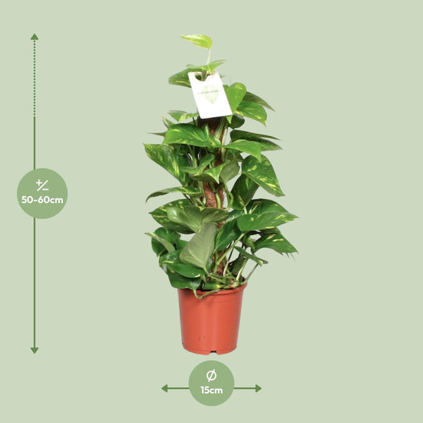 Pothos - Epipremnum pinnatum mosstok - Ø15cm - ↕60cm