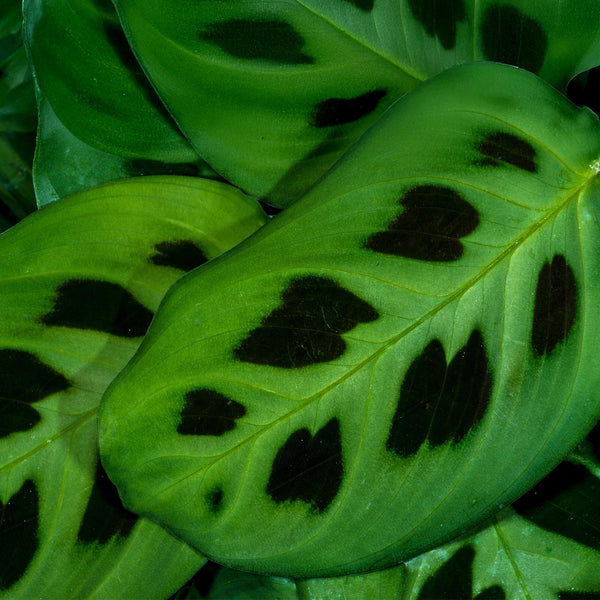 Zebraplant - Maranta Fascinator Kerchoveana - Ø12cm - ↕25cm
