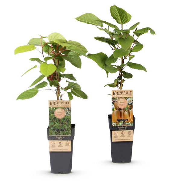 Kiwiplant - Actinidia Weiki & Hayward - Ø15cm - ↕50cm