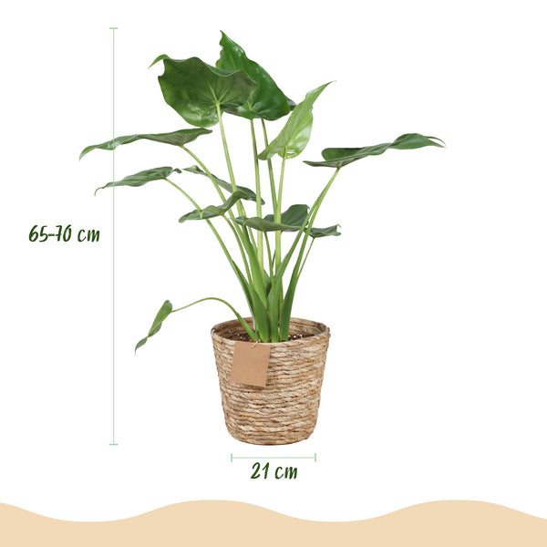 Boeddha-plant - Alocasia cucullata