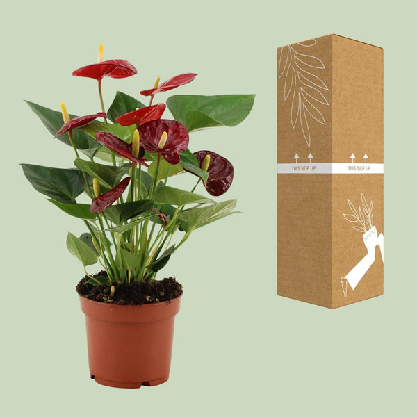 Flamingoplant - Anthurium Calon In Transparant Sleeve - Ø12cm - ↕36cm