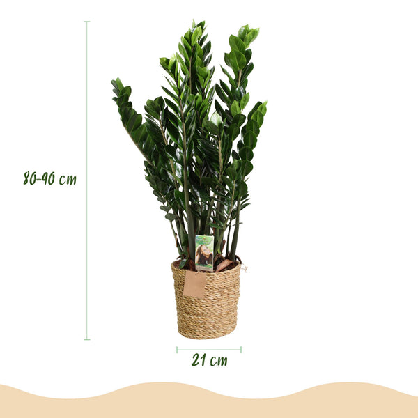 ZZ-plant - Zamioculcas - Ø21cm - ↕80-90cm