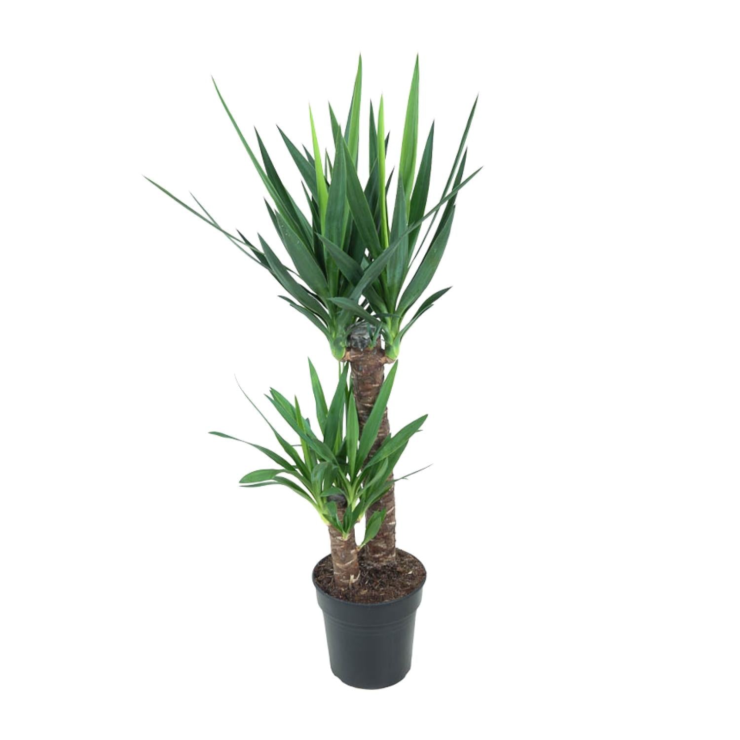 Palmlelie - Yucca elephantipes - Ø21cm - ↕100cm