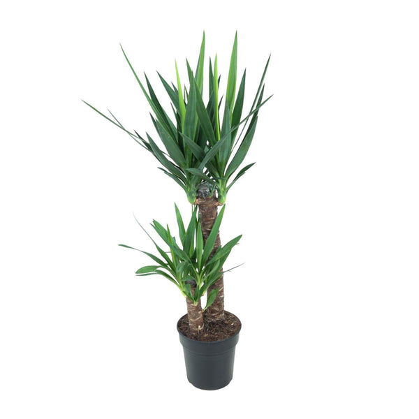 Palmlelie - Yucca elephantipes - Ø21cm - ↕100cm