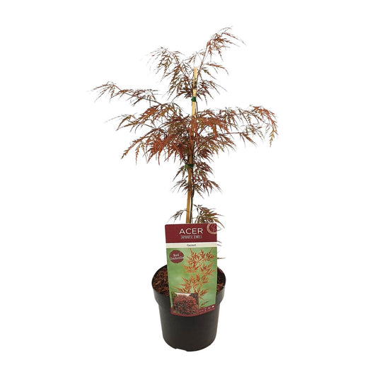Japanse Esdoorn - Acer palmatum - Ø19cm - ↕40cm