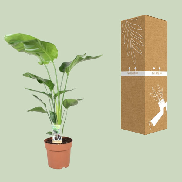 Witte paradijsvogelplant - Strelitzia nicolai - Ø21cm - ↕90cm