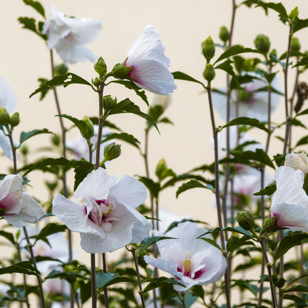 Hibiscus op stam - Hibiscus syriacus 'Starburst Chiffon' - Ø19cm - ↕90cm