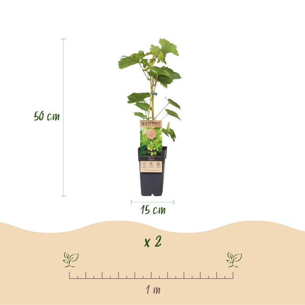 Druif - Vitis vinifera Himrod - Ø15cm - ↕50cm